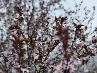 Eladó családi ház, XVIII. kerületben 194.9 M Ft, 4 szobás