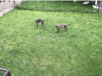 Eladó ikerház, Szentendrén 149 M Ft, 5 szobás