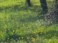 Eladó telek, Budapesten, III. kerületben 138 M Ft