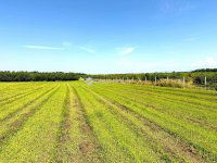 Eladó mezogazdasagi ingatlan