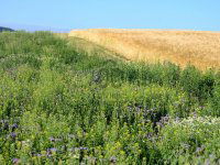 Eladó mezogazdasagi ingatlan, Katymáron 31.5 M Ft