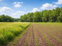 Eladó telek, Farmoson, Öregszőlő utcában 1.5 M Ft