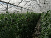 Eladó mezogazdasagi ingatlan