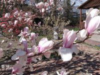 Eladó családi ház, Szigetszentmiklóson 89.4 M Ft, 5+1 szobás