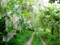 Eladó mezogazdasagi ingatlan, Balatonhenyén 4.3 M Ft