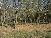 Eladó mezogazdasagi ingatlan