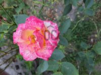 Eladó sorház, XIX. kerületben 39.9 M Ft, 1 szobás