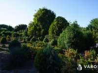 Eladó mezogazdasagi ingatlan, Szegeden 22 M Ft