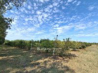 Eladó mezogazdasagi ingatlan, Cegléden 99.99 M Ft