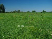 Eladó mezogazdasagi ingatlan