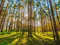 Eladó telek, Gyömrőn 59 M Ft / költözzbe.hu