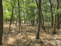 Eladó mezogazdasagi ingatlan, Mikebudán 3.8 M Ft
