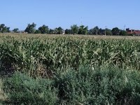 Eladó mezogazdasagi ingatlan, Szigetszentmiklóson 55 M Ft
