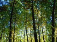 Eladó mezogazdasagi ingatlan, Keszthelyen 3.85 M Ft