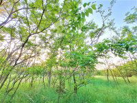 Eladó mezogazdasagi ingatlan