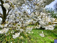 Eladó telek, Balatonlelleén 67.9 M Ft / költözzbe.hu