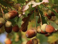 Eladó mezogazdasagi ingatlan