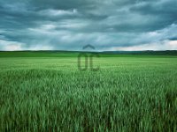 Eladó mezogazdasagi ingatlan, Vecsésen 19.9 M Ft