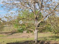 Eladó telek, Dunaharasztin 39.9 M Ft / költözzbe.hu