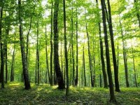 Eladó mezogazdasagi ingatlan, Balatonudvariban 2.7 M Ft