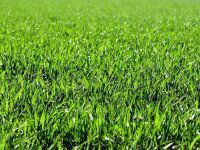 Eladó telek, Nyíregyházán 4.5 M Ft / költözzbe.hu