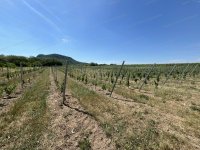 Eladó mezogazdasagi ingatlan, Tapolcán 95 M Ft