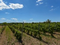 Eladó telek, Vászolyon 42 M Ft / költözzbe.hu