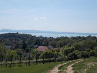 Eladó mezogazdasagi ingatlan