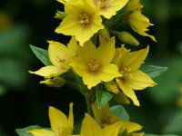 Eladó mezogazdasagi ingatlan