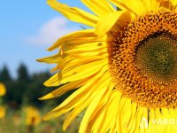 Eladó mezogazdasagi ingatlan, Kardoson 31 M Ft