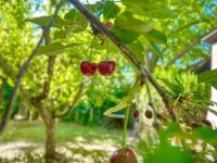 Eladó családi ház, Gárdonyban 89.5 M Ft, 4 szobás