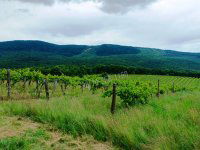 Eladó mezogazdasagi ingatlan