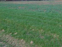 Eladó mezogazdasagi ingatlan, Nemesbükön 6.5 M Ft