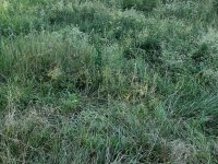 Eladó mezogazdasagi ingatlan, Veszprémben 40 M Ft
