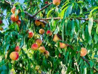 Eladó telek, Alsópáhokon 10.5 M Ft / költözzbe.hu