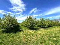 Eladó mezogazdasagi ingatlan, Siófokon 17.99 M Ft