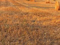 Eladó mezogazdasagi ingatlan, Balatonszabadiban 24 M Ft