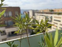 Eladó téglalakás, VIII. kerületben 383 M Ft, 5 szobás