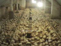 Eladó mezogazdasagi ingatlan, Csőszön 298 M Ft