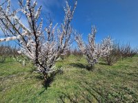 Eladó mezogazdasagi ingatlan, Szentesen 22.8 M Ft