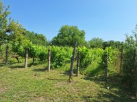 Eladó családi ház, Bicskén 19.5 M Ft, 3 szobás