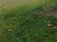 Eladó telek, Tökölön 43 M Ft / költözzbe.hu