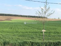 Eladó telek, Etyeken 9.6 M Ft / költözzbe.hu