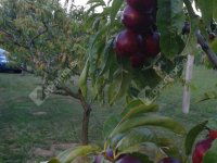 Eladó telek, Alsópáhokon 10.5 M Ft / költözzbe.hu