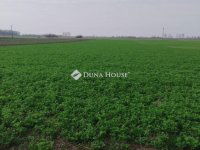 Eladó mezogazdasagi ingatlan, Tiszaalpáron 3.9 M Ft