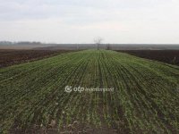 Eladó mezogazdasagi ingatlan, IX. kerületben 2.8 M Ft