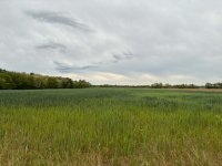 Eladó mezogazdasagi ingatlan, Székesfehérvárott 75 M Ft