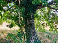 Eladó telek, Szántódon 49.9 M Ft / költözzbe.hu