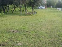 Eladó nyaraló, Vértesszőlősön 42 M Ft, 3 szobás