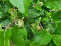 Eladó családi ház, Szentkatalinon 20.999 M Ft, 3 szobás